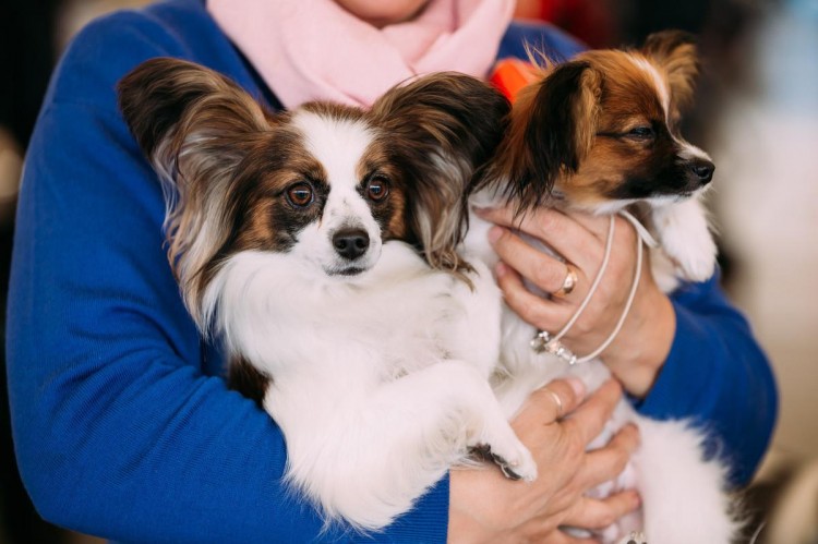 可爱又温顺的6种小型宠物犬哪一种才是你的最爱