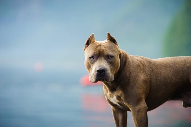 女孩子养比特犬，狗狗浑身肌肉，现实版美女与野兽？