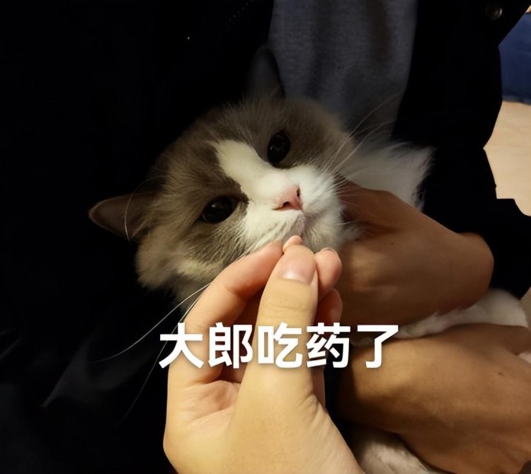 养猫禁忌大盘点让猫咪远离危险健康快乐每一天！