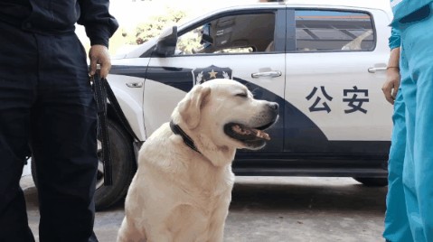 巨胖警犬被网民嘲笑集体要求狗子减肥训导员护崽心切忙安慰