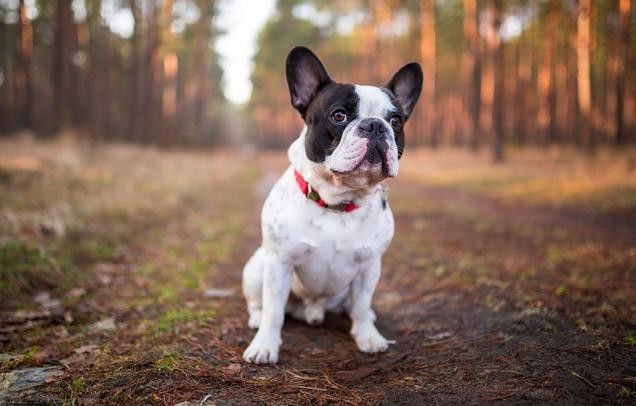 容易得中耳炎的5种狗狗可卡犬上榜有你家狗狗吗