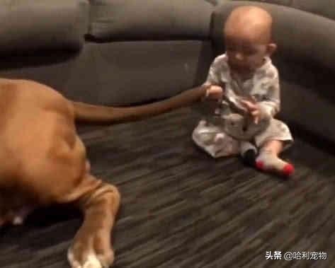 巨型比特犬被小宝宝一口咬住了尾巴, 下一秒全家都惊的目瞪口呆