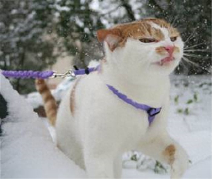 谁说猫不怕冷当它们看到雪竟表情突变猫主子：放我回屋