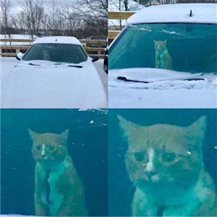 谁说猫不怕冷当它们看到雪竟表情突变猫主子：放我回屋