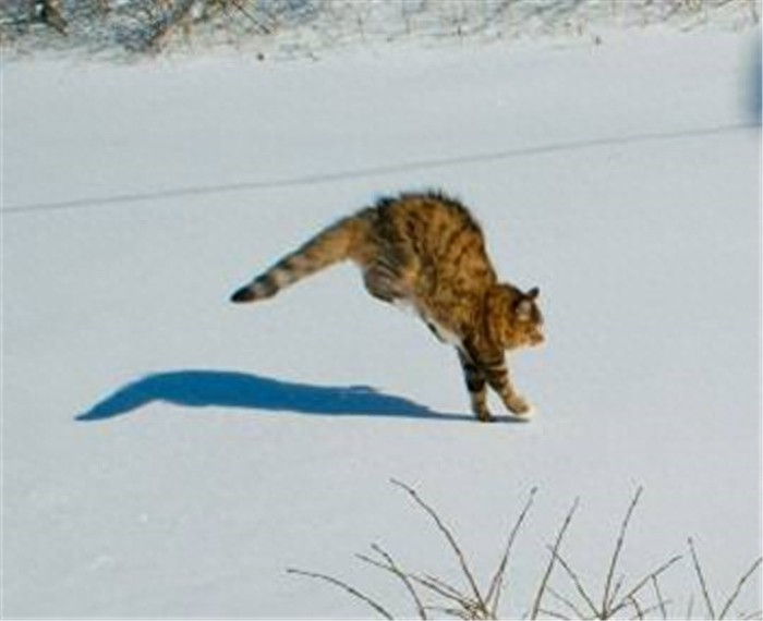 谁说猫不怕冷当它们看到雪竟表情突变猫主子：放我回屋