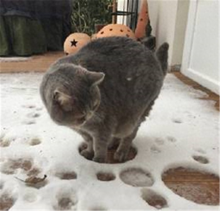 谁说猫不怕冷当它们看到雪竟表情突变猫主子：放我回屋