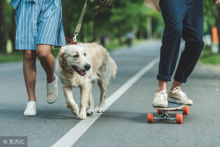 听说你想养小型犬倒不如养只中型犬！