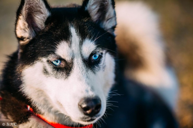 听说你想养小型犬倒不如养只中型犬！