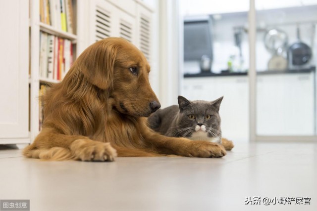 辟谣！猫狗不能和平共处做到以下4点它们就是好朋友