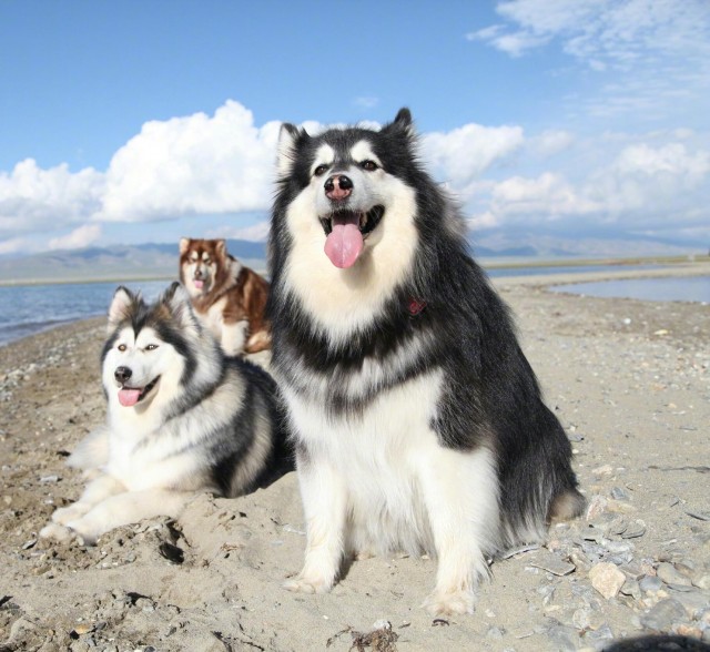 11种最流行犬种的身价你不知道吧