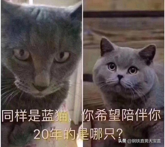 和猫一样，为什么有的几千，有的几万？