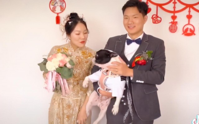 婚礼上狗狗一脚踢开主人！自家爱犬为何做出反常举动