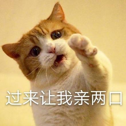 人的喜悦是不同的，养猫和不养猫的人过着不同的生活