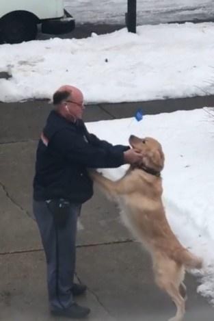 爱犬离世邮差悲痛不已陌生金毛每天都要抱他很久：叔叔不哭了哦