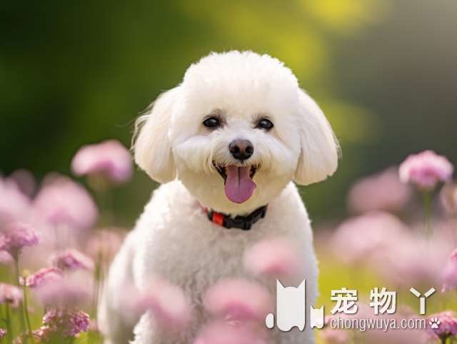 比特犬适合在家里当宠物犬养么？